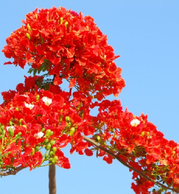 Hạt giống hoa phượng vĩ đỏ - 5 hạt/gói