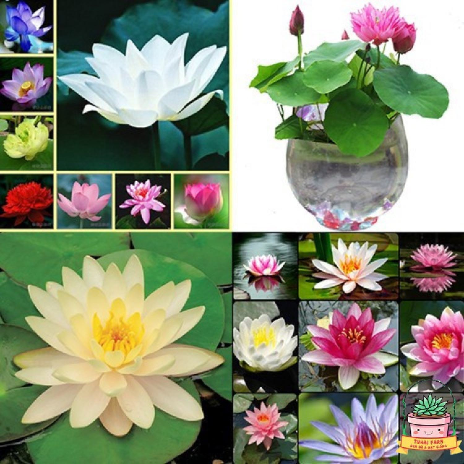Hạt giống Sen Nhật Mini (Hàng Chọn Tốt) - Đã Cắt Đầu - (Tự Chọn Màu) - Bao nảy mầm (Quy cách 1 hạt)