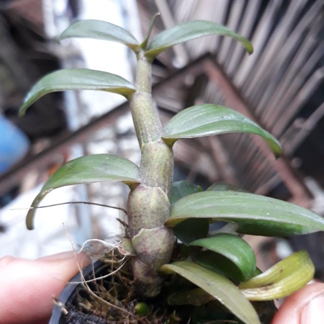 Hoa phong lan - nù tam bố cây cao7-10 cm
