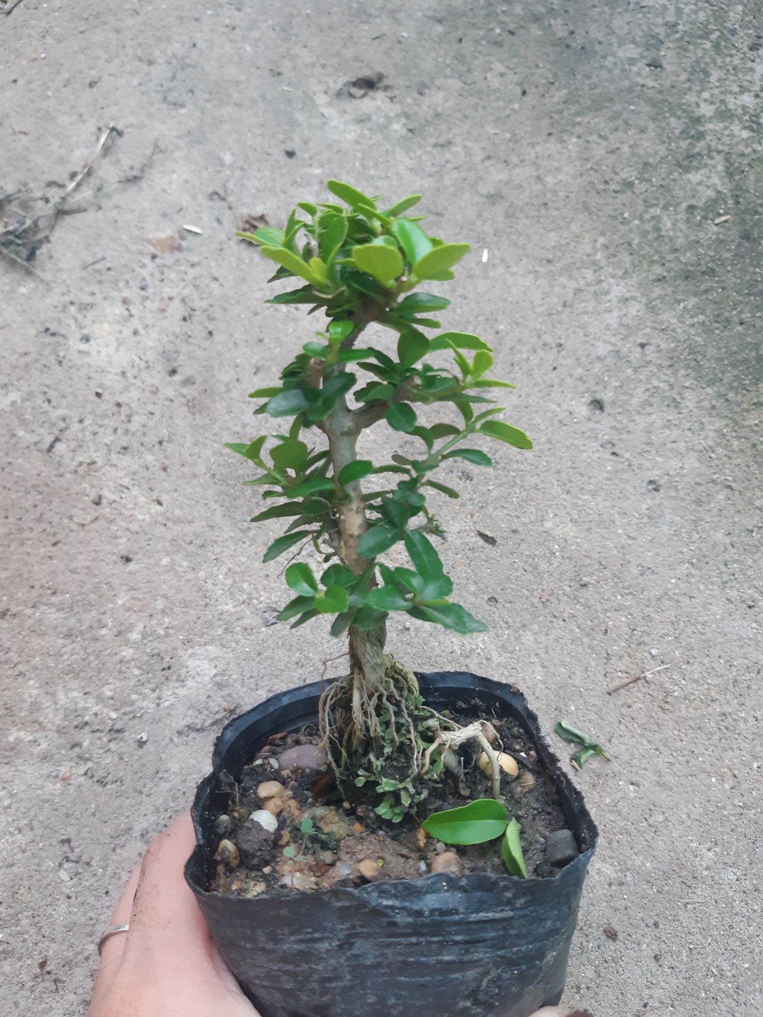 sam hương siêu mini