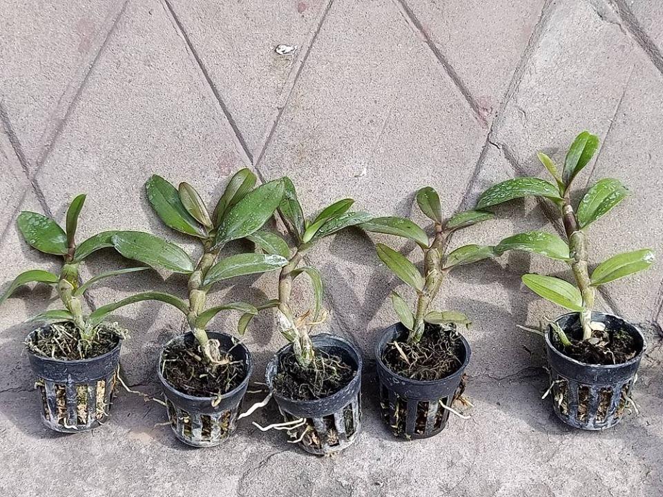 Phi điệp lộc bắc