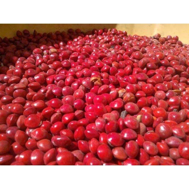 Hạt giống cẩm thái lan ct549 - gói 50 hạt