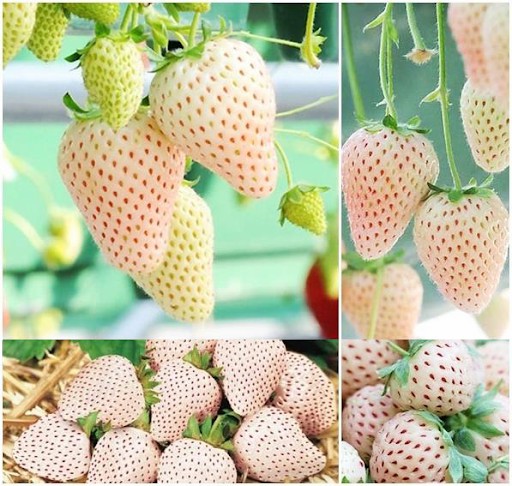Hạt giống Dâu tây Trắng 100 Hạt