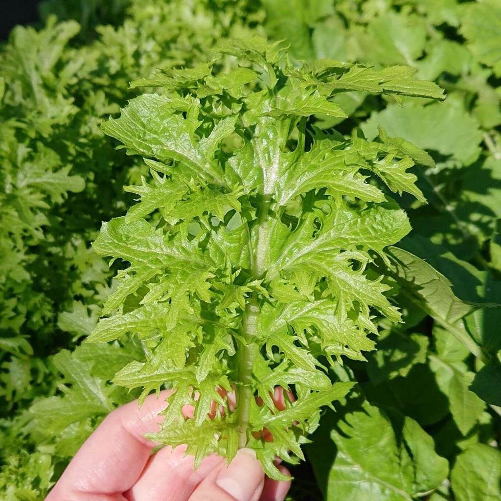 1gr hạt giống cải wasabi lai f1 gói