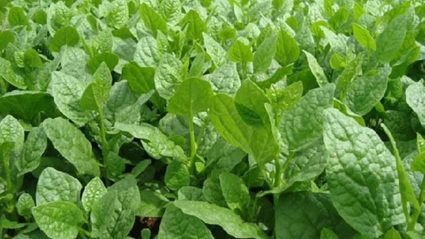 Hạt giống rau Mồng tơi lá to