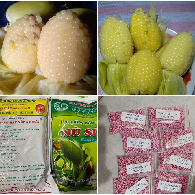 Hạt giống bắp nếp nù siêu sẻo,ngô nù-gói 100gram-nãy mầm 90%