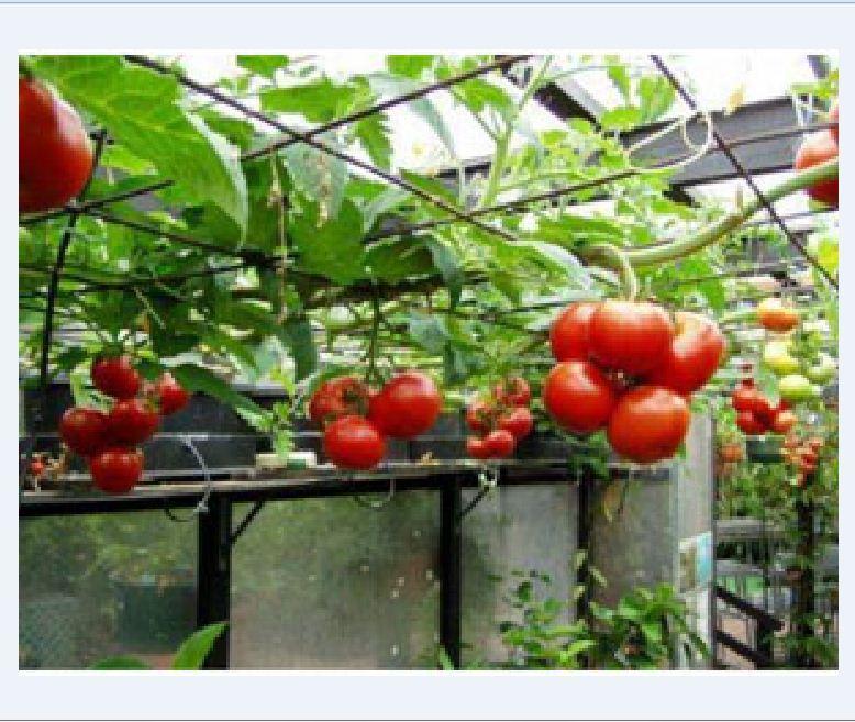 Hạt giống cà chua leo giàn ( cà chua bạch tuộc ) 10 hạt/gói - (TẶNG gói kích thích hạt nảy mầm)