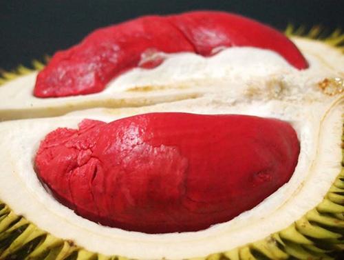 Cây giống sầu riêng ruột đỏ chuẩn giống F1