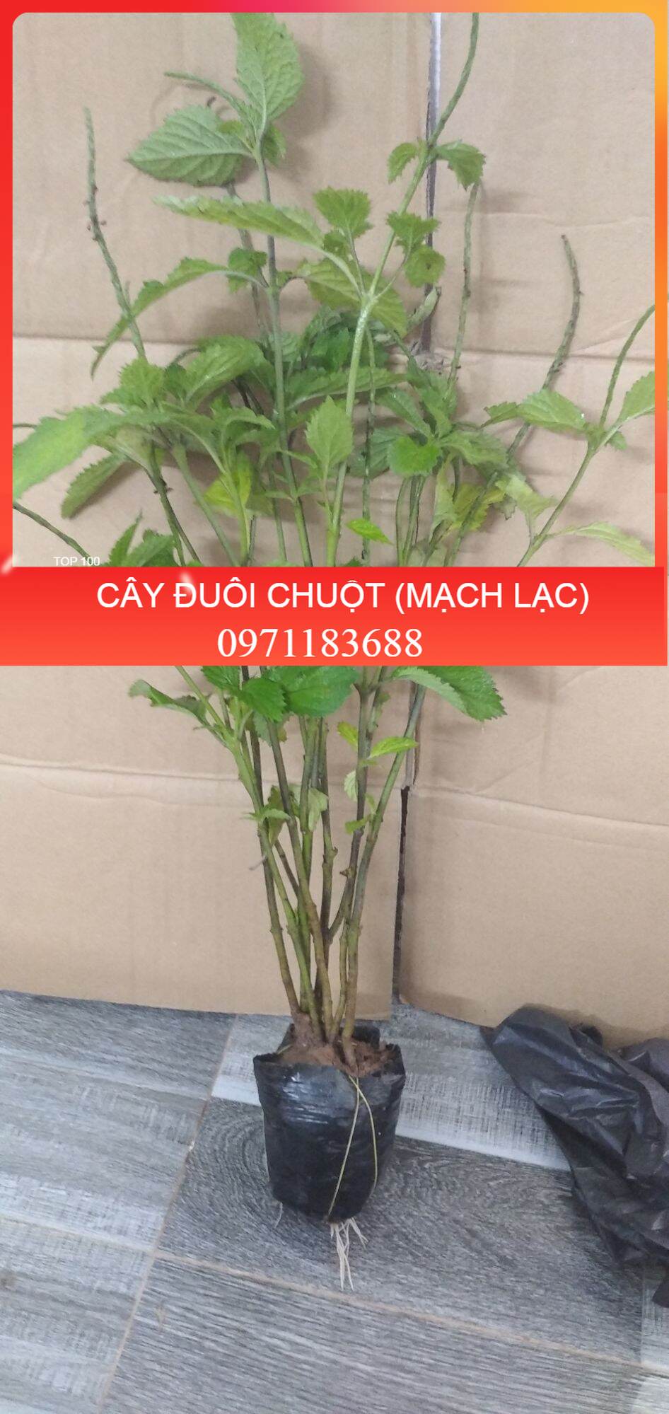 👉🌱🌱🌱👍 Combo 5 cây đuôi chuột hoa tím (Cây mạch lạc)