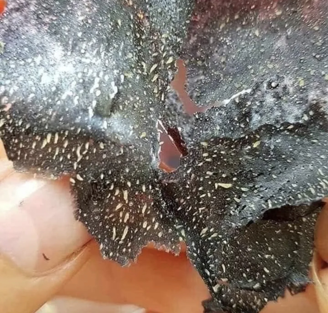 Lột mụn than tre Dr cell chính hãng