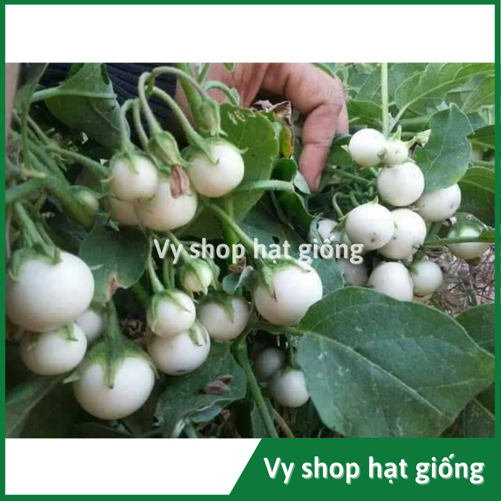 Hạt giống cà pháo trắng Thái Lan gói 200 hạt