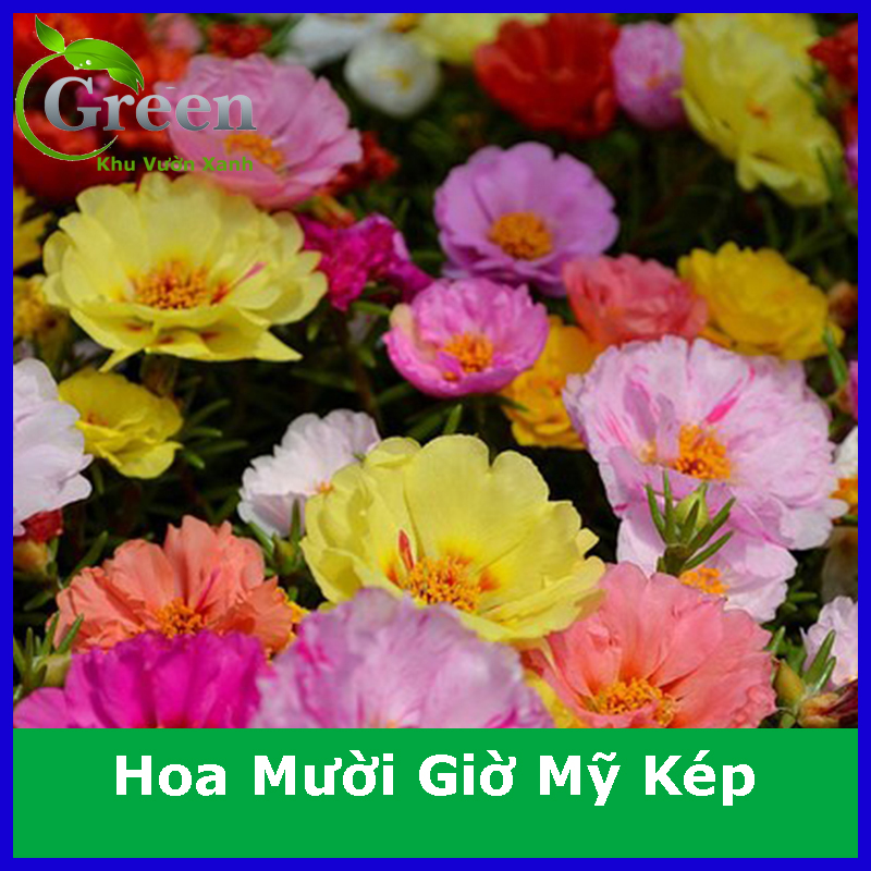 Hạt Giống Hoa Mười Giờ Mỹ Kép Nhiều Màu Sai Bông, Chịu Hạn Tốt