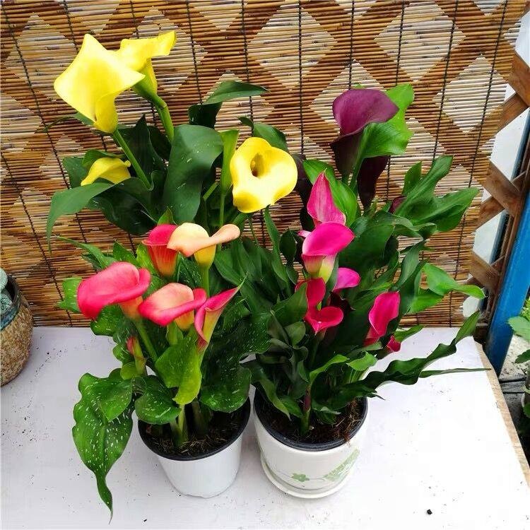 combo 5 củ giống hoa rum đủ màu - củ giống hoa
