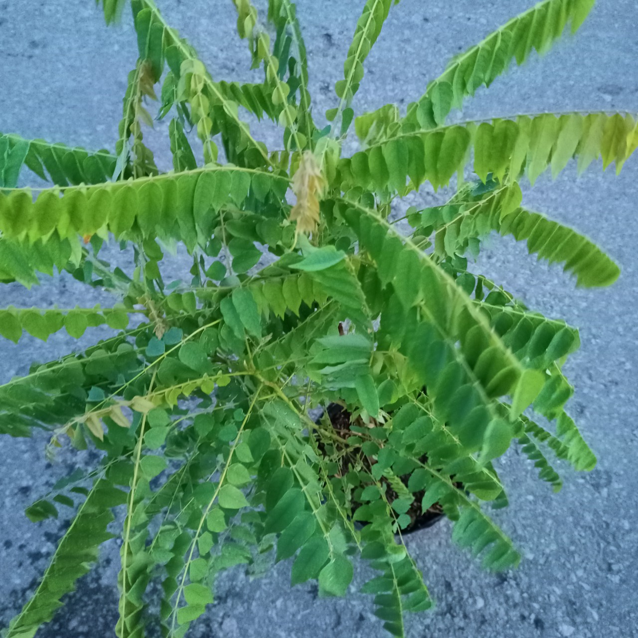 Cây khế Tàu (khế Tây) trồng chậu C10