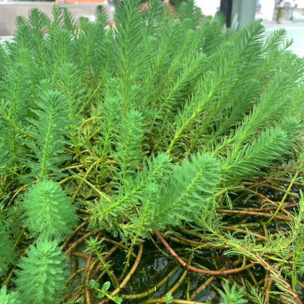 Cây thuỷ sinh xương cá