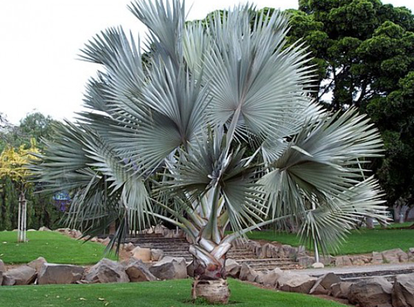 Cây kè bạc ( cọ bạc) giống