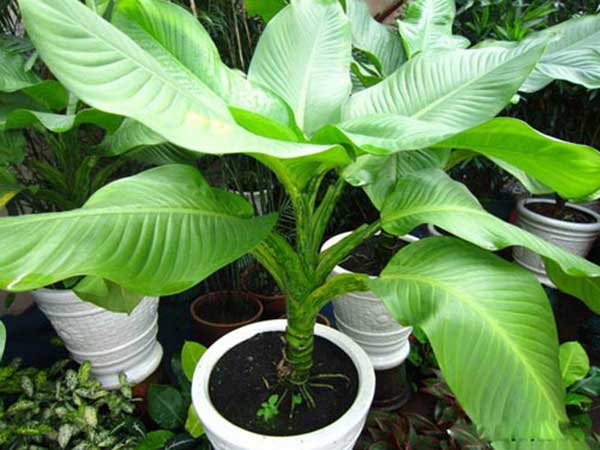 Cây đại tỷ phú