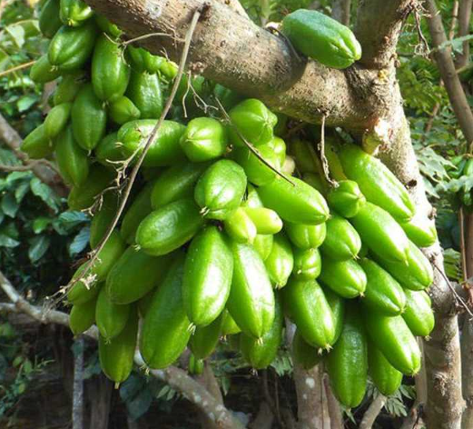 Cây khế Tàu trồng chậu C10