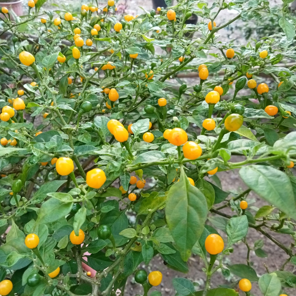 Combo 4 Gói Hạt Ớt Cay ( Kiểng Trái Tròn- Bhut Jolokia- Bonda- Charapita)