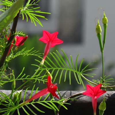 Chậu cây dây leo tóc tiên dây leo giàn hoa sao leo Ipomoea quamoclit L