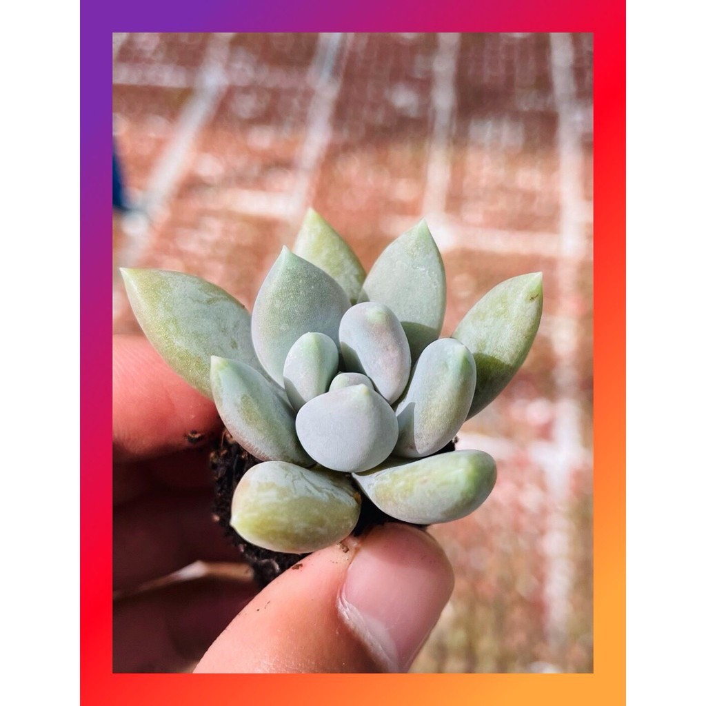SEN ĐÁ SỎI XÁM SIZE MINI SIÊU KHỎE ĐẸP LỖI 1 ĐỔI 1