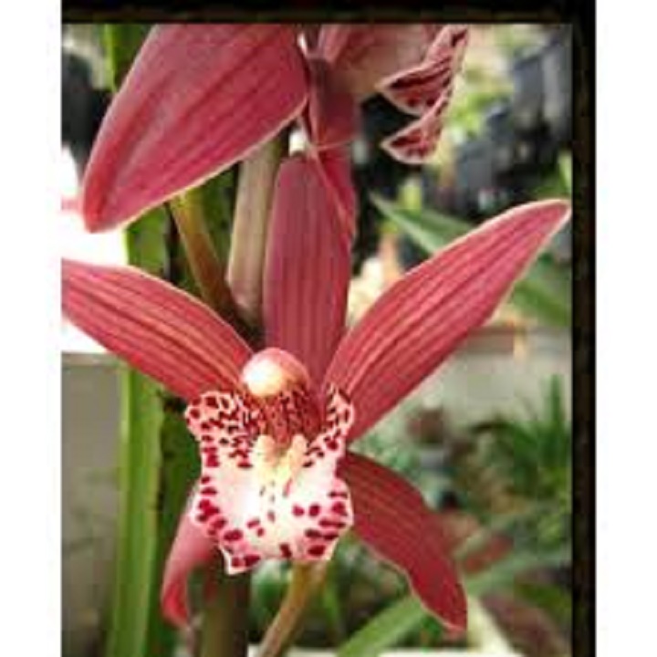 CHẬU ĐỊA LAN CỌP ĐỎ (ĐỊA LAN TIGER, ĐỊA LAN HỔ ĐỎ, ĐỊA LAN CỌP ĐẦU ĐỎ), HOA NỞ CHUẨN TẾT - NCDLCDDNT