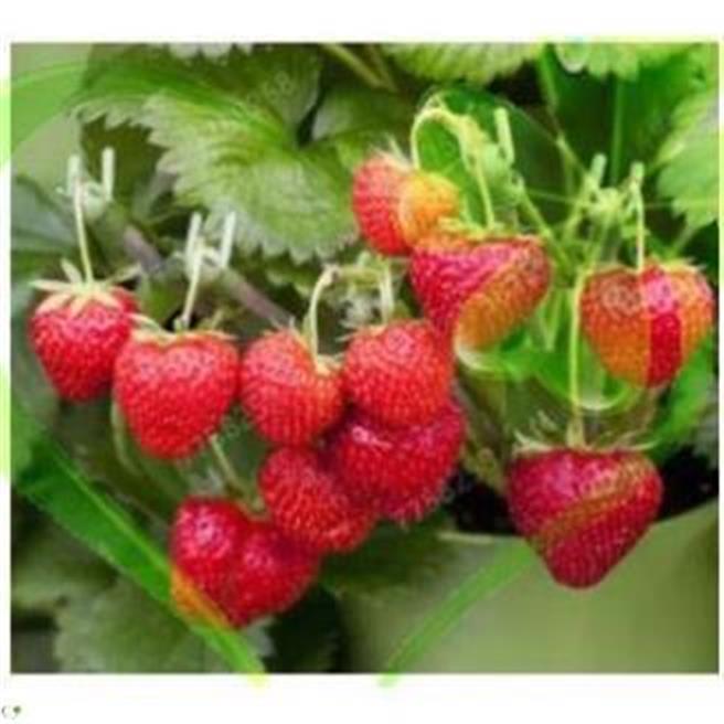 HẠT DÂU TÂY ALIBABA - GÓI 50 HẠT