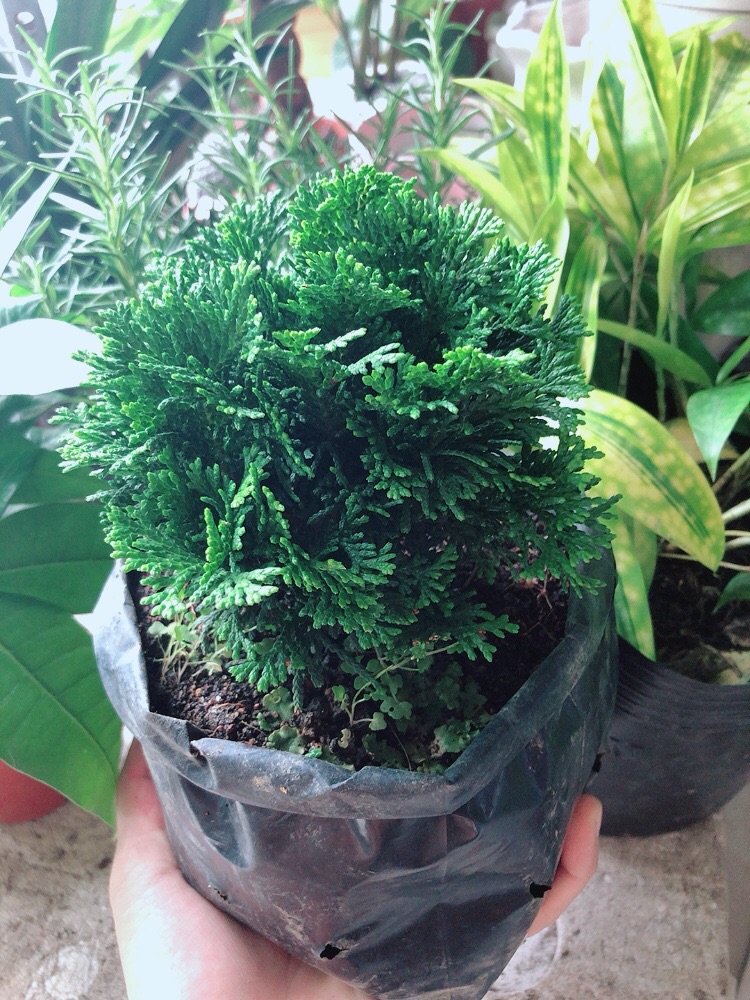 Cây Tùng Trắc