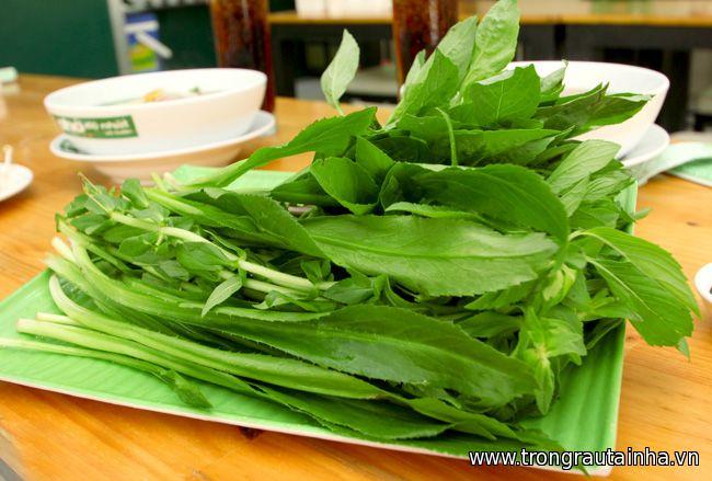 Hạt Giống Rau Mùi Tàu Rau Răng Cưa