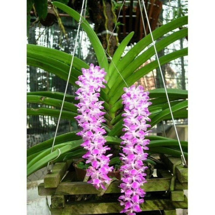 1 CÂY  LAN ĐUÔI SÓC TÍM RỪNG LÀO