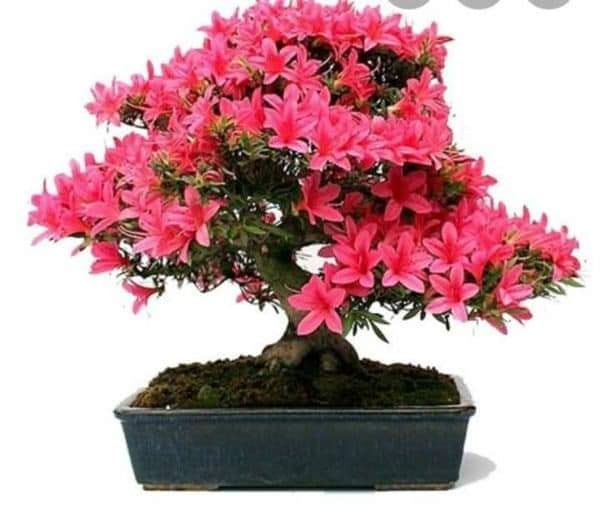 Cây giống hoa đỗ quyên nhật bản đủ màu