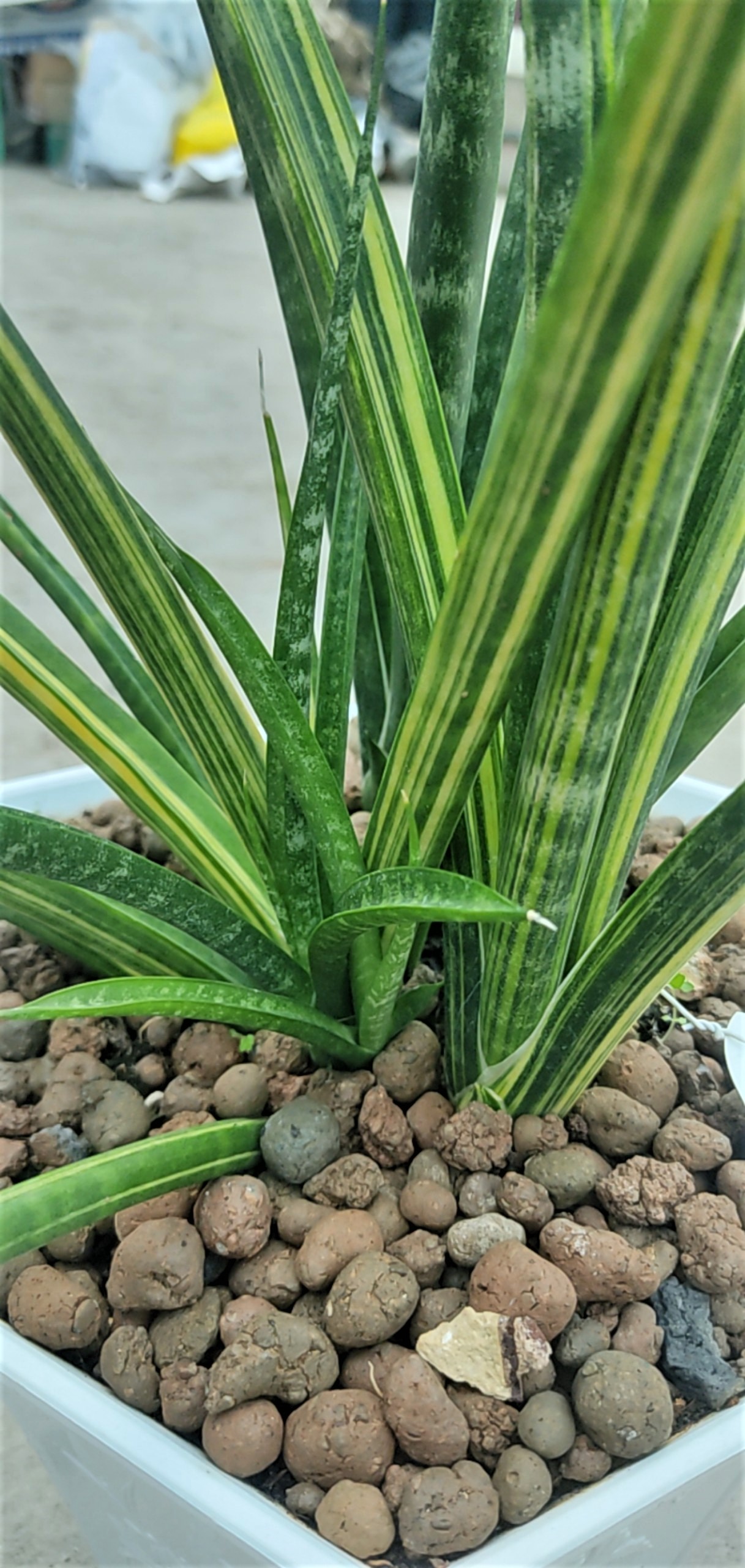 Cây lưỡi hổ - Sansevieria Stella Var