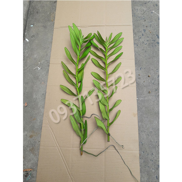 [HCM]COMBO 3 CÂY LAN BÒ CẠP VÀNG CÂY GIỐNG