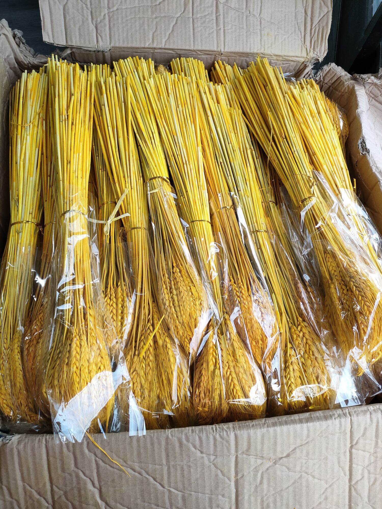 Combo 500 Bông lúa mạch vàng tài lộc trang trí nhà cửa.