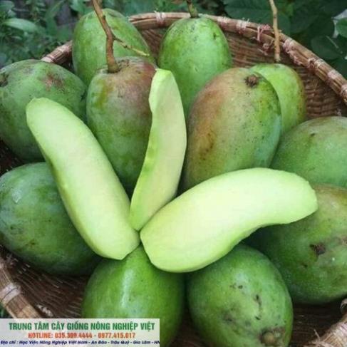 Cây Xoài Thái Lan Siêu Sớm Hạt Lép