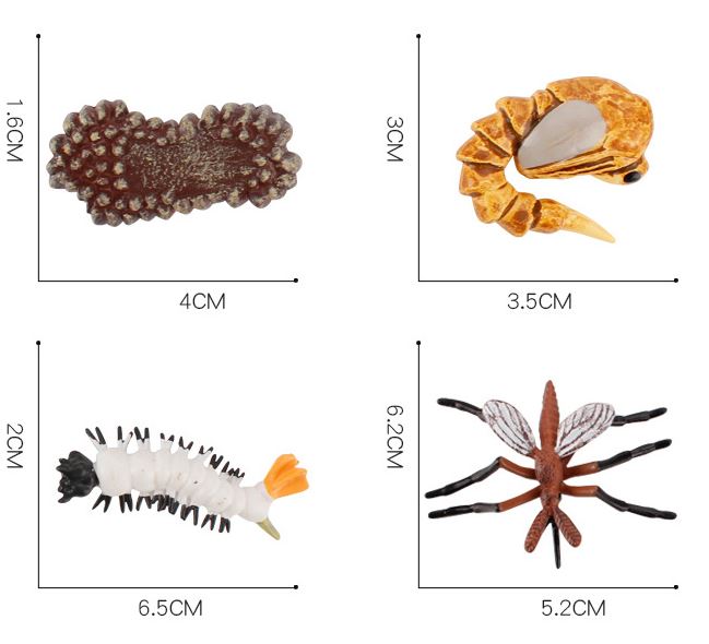 Mô hình vòng đời của Muỗi - Mosquito life cycle