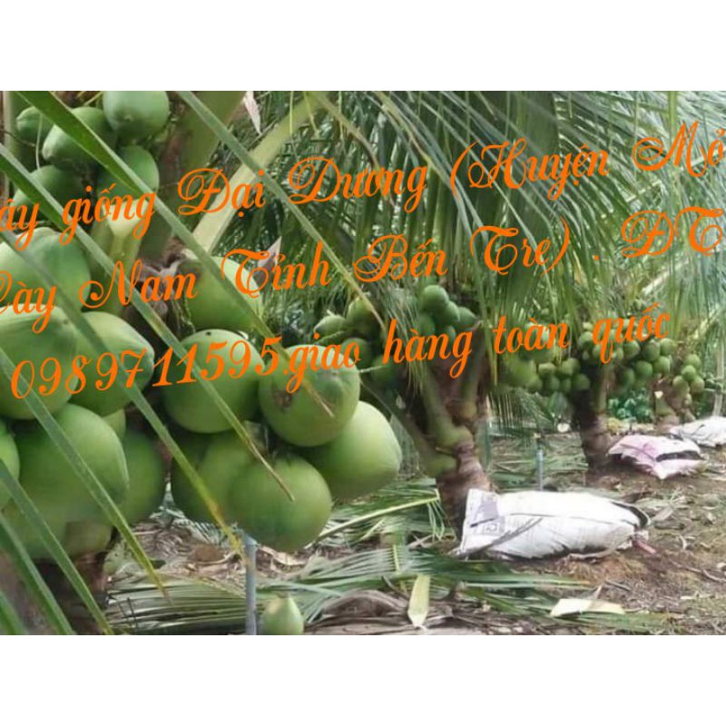Dừa dâu (dừa chùm)