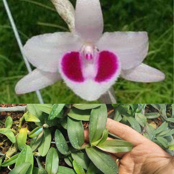 Phi điệp mắt đỏ tân lạc hòa bình rất đẹp mắt