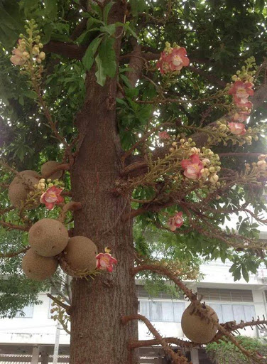 CÂY SALA ( CÂY NGỌC KỲ LÂN , CÂY ĐẦU LÂN ) GIỐNG - CGCSLKLSD