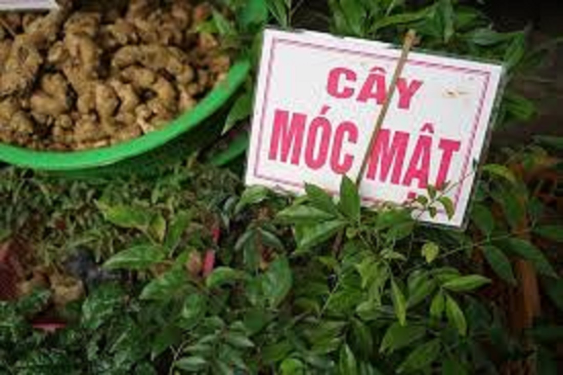 COMBO 5 CÂY GIỐNG CÂY MẮC MẬT