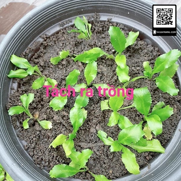 Hạt giống rau mùi tầu (ngò gai)