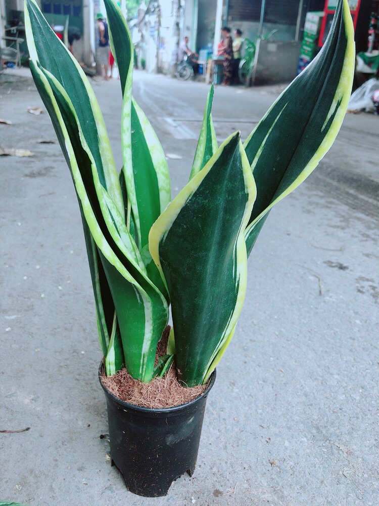 [HCM]Lưỡi Hổ Thái Giống Đặc Biệt