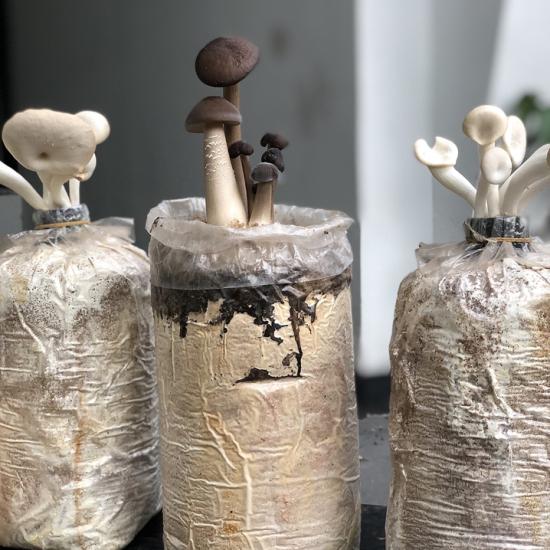 Phôi nấm bào ngư combo 5 phôi