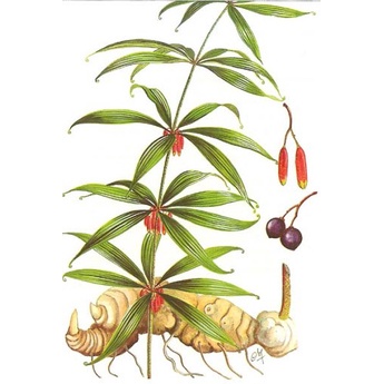 Hạt giống hoàng tinh hoa đỏ-(cây dược liệu)10 hạt