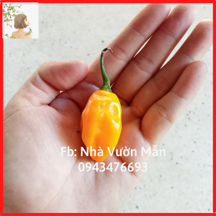 5 hạt ớt bonda ma jacques