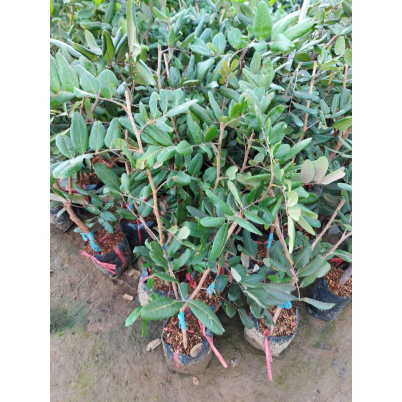 Cây Nhãn Xuồng Đang sẵn quả,dễ chăm sóc,cây khỏe