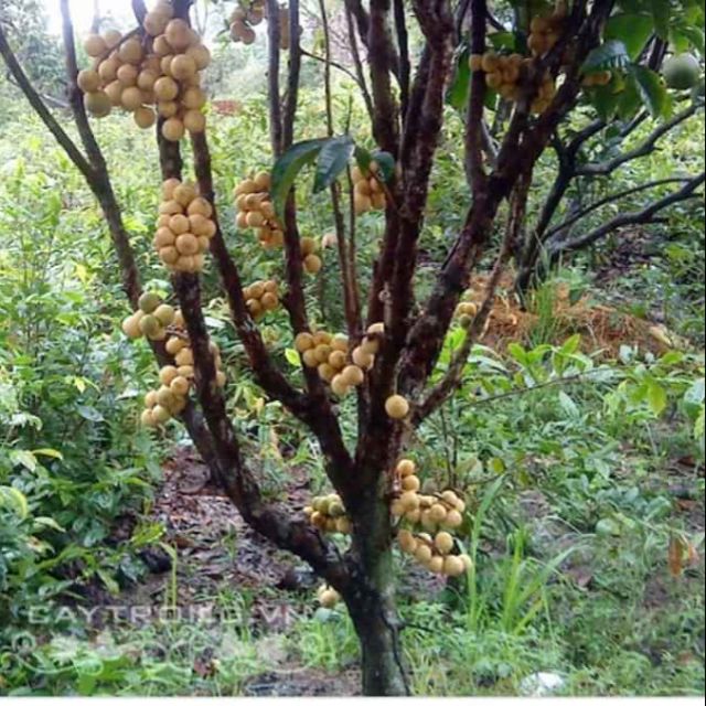 Cây giống bòn bon, cây khỏe, cam kết chuẩn giống.