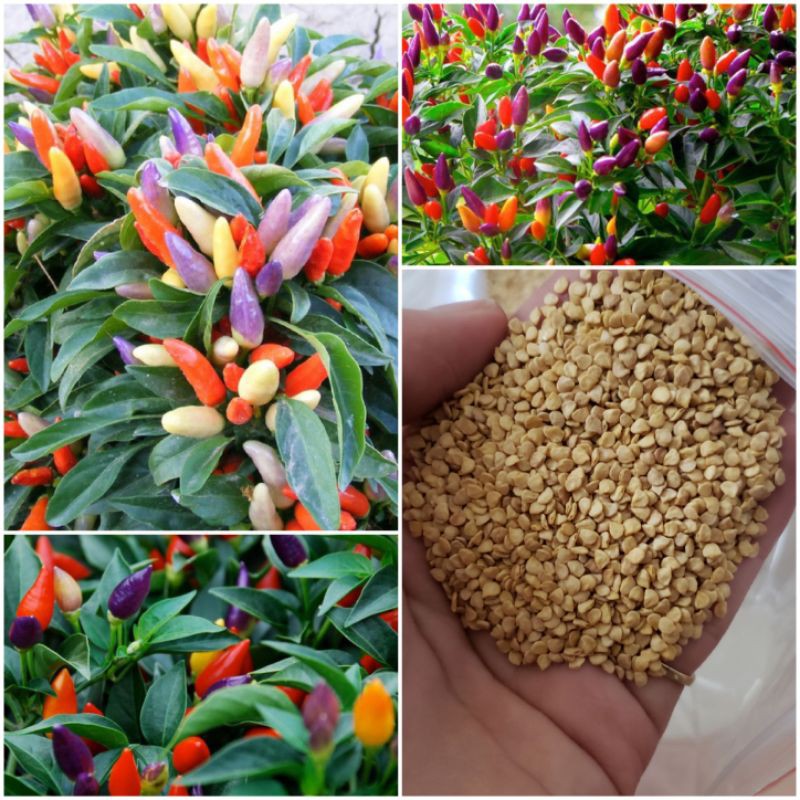 Hạt giống ớt chỉ thiên ngũ sắc - 30 hạt