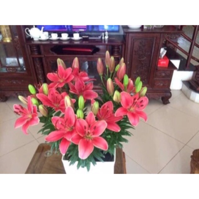 Củ hoa ly lùn màu hồng