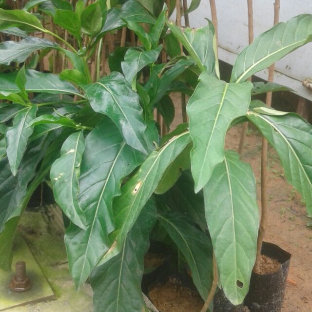 Cây nhàu giống, chiều cao cây khoảng 40- 50cm Combo 2cây